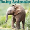 2025 Willow Creek Baby Animals 12" x 12" Monthly Wall Calendar (41529)