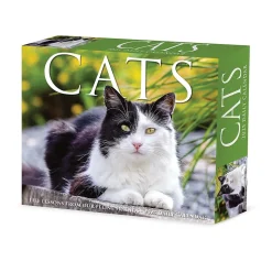 2025 Willow Creek Cats 6" x 5.5" Day-to-Day Calendar, Multicolor (40720)