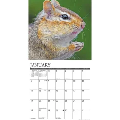 2025 Willow Creek Chipmunks (Gone Nuts!) 12