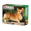 2025 Willow Creek Corgis (Dogs and Puppies) 6" x 5.5" Day-to-Day Calendar, Multicolor (40751)