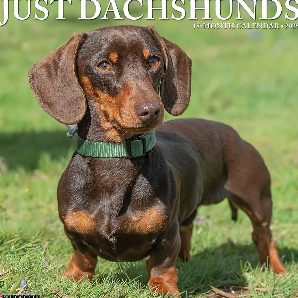 2025 Willow Creek Dachshunds 12" x 12" Monthly Wall Calendar (42663)