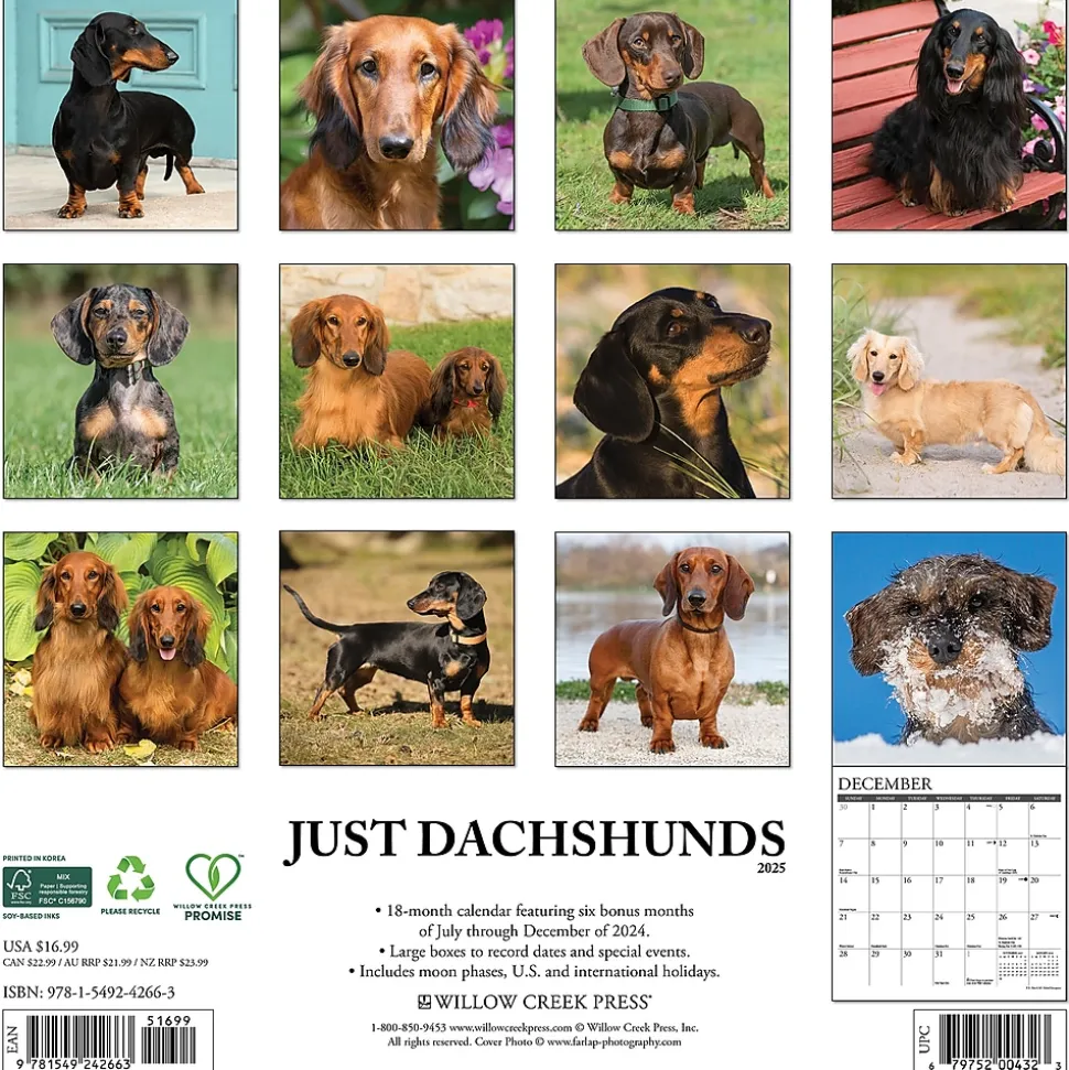 2025 Willow Creek Dachshunds 12" x 12" Monthly Wall Calendar (42663)