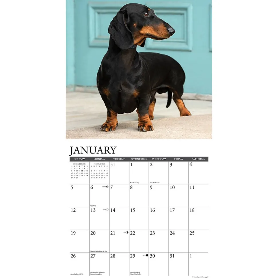 2025 Willow Creek Dachshunds 12" x 12" Monthly Wall Calendar (42663)