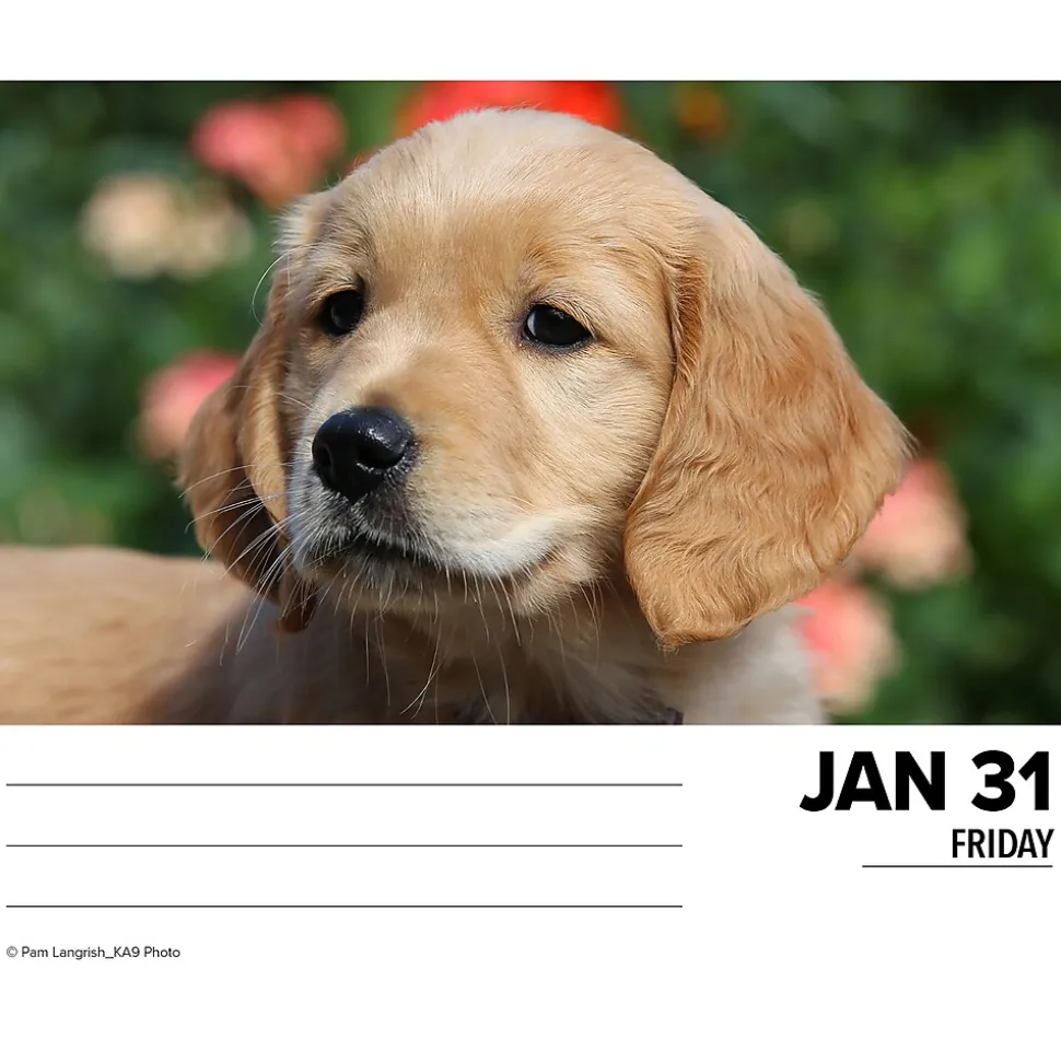 2025 Willow Creek Goldens 6" x 5.5" Day-to-Day Calendar (40867)