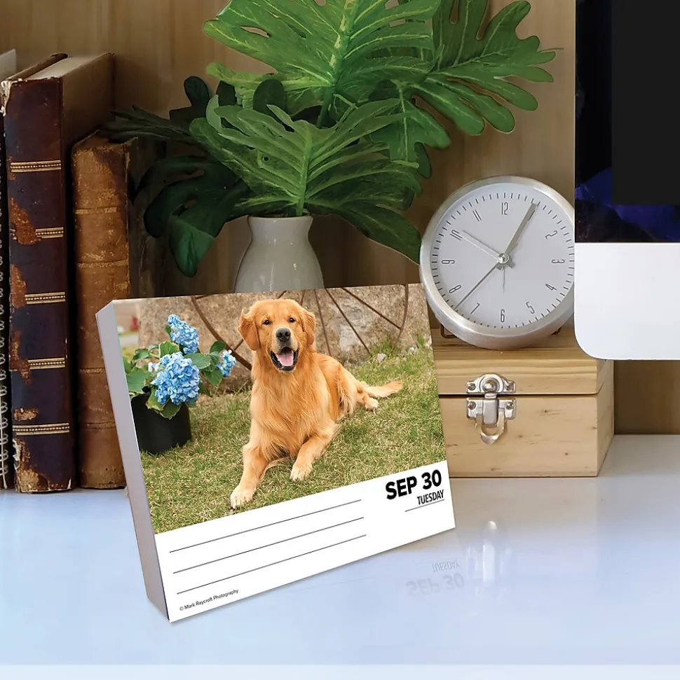 2025 Willow Creek Goldens 6" x 5.5" Day-to-Day Calendar (40867)
