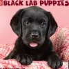 2025 Willow Creek Just Black Lab Puppies 2025 Wall Calendar 12" x 12" (41857)