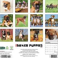 2025 Willow Creek Just Boxer Puppies 12" x 12" Monthly Wall Calendar, Multicolor (41932)