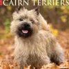 2025 Willow Creek Just Cairn Terriers 12" x 12" Monthly Wall Calendar (42083)