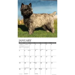 2025 Willow Creek Just Cairn Terriers 12