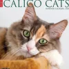2025 Willow Creek Just Calico Cats 12" x 12" Monthly Wall Calendar (42090)