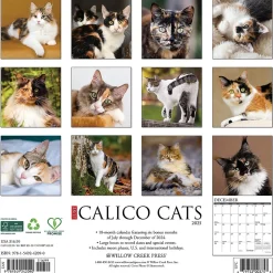 2025 Willow Creek Just Calico Cats 12" x 12" Monthly Wall Calendar (42090)