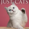 2025 Willow Creek Just Cats 12" x 12" Monthly Wall Calendar (42236)