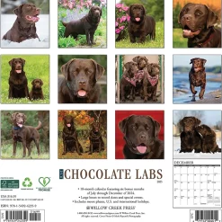 2025 Willow Creek Just Chocolate Labs 12" x 12" Monthly Wall Calendar (42359)