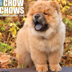 2025 Willow Creek Just Chow Chows 12" x 12" Monthly Wall Calendar (42380)