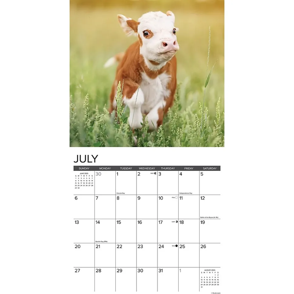 2025 Willow Creek Just Cows 12" x 12" Monthly Wall Calendar (42625)