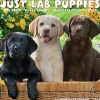 2025 Willow Creek Just Lab Puppies 12" x 12" Monthly Wall Calendar (43653)
