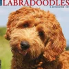 2025 Willow Creek Just Labradoodles 12" x 12" Monthly Wall Calendar (43660)