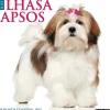 2025 Willow Creek Just Lhasa Apsos 12" x 12" Monthly Wall Calendar (43707)