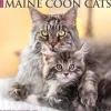 2025 Willow Creek Just Maine Coon Cats 12" x 12" Monthly Wall Calendar (43813)