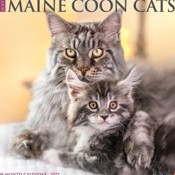 2025 Willow Creek Just Maine Coon Cats 12" x 12" Monthly Wall Calendar (43813)