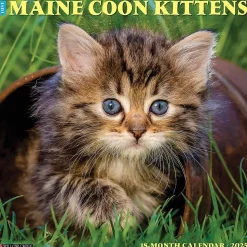 2025 Willow Creek Just Maine Coon Kittens 12" x 12" Monthly Wall Calendar (43820)