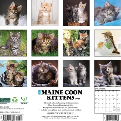 2025 Willow Creek Just Maine Coon Kittens 12" x 12" Monthly Wall Calendar (43820)