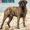 2025 Willow Creek Just Mastiffs 12" x 12" Monthly Wall Calendar (43851)