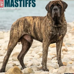 2025 Willow Creek Just Mastiffs 12" x 12" Monthly Wall Calendar (43851)