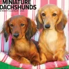 2025 Willow Creek Just Miniature Dachshunds 12" x 12" Monthly Wall Calendar (43912)