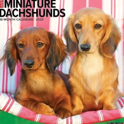 2025 Willow Creek Just Miniature Dachshunds 12" x 12" Monthly Wall Calendar (43912)