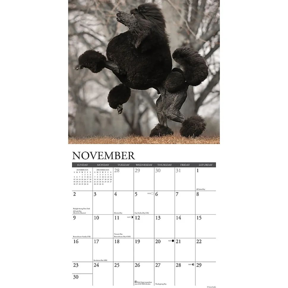 2025 Willow Creek Just Poodles 12" x 12" Monthly Wall Calendar (44520)