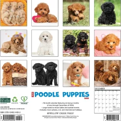 2025 Willow Creek Just Poodle Puppies 12" x 12" Monthly Wall Calendar (44513)