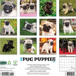 2025 Willow Creek Just Pug Puppies 12" x 12" Monthly Wall Calendar (44568)