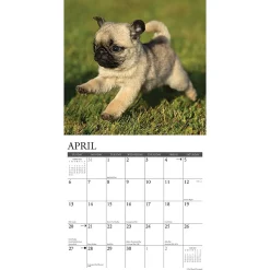 2025 Willow Creek Just Pug Puppies 12