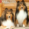 2025 Willow Creek Just Shelties 12" x 12" Monthly Wall Calendar (44841)