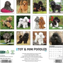2025 Willow Creek Just Toy and Miniature Poodles 12" x 12" Monthly Wall Calendar (45145)