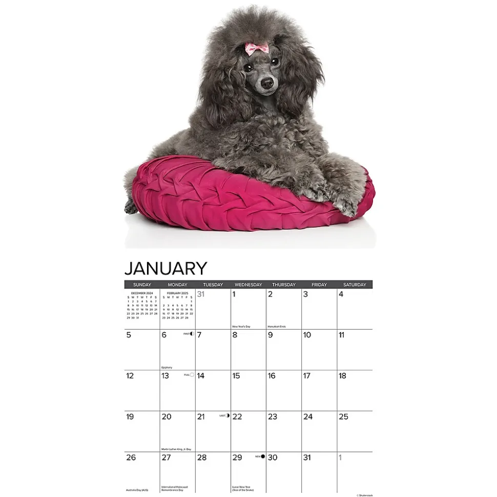 2025 Willow Creek Just Toy and Miniature Poodles 12" x 12" Monthly Wall Calendar (45145)