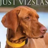 2025 Willow Creek Just Vizslas 12" x 12" Monthly Wall Calendar (45268)