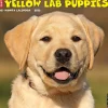 2025 Willow Creek Just Yellow Lab Puppies 12" x 12" Monthly Wall Calendar (45527)