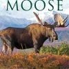 2025 Willow Creek Moose 12" x 12" Monthly Wall Calendar (44032)