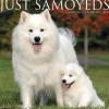 2025 Willow Creek Press Just Samoyeds 2025 Wall Calendar 12" x 12" (44735)