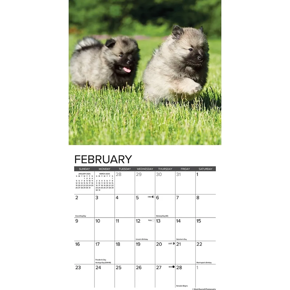 2025 Willow Creek Puppies 7" x 7" Yearly Wall Calendar (45862)
