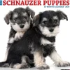 2025 Willow Creek Schnauzer Puppies 12" x 12" Yearly Wall Calendar (44759)