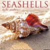 2025 Willow Creek Seashells 12" x 12" Monthly Wall Calendar (44797)