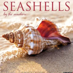 2025 Willow Creek Seashells 12" x 12" Monthly Wall Calendar (44797)