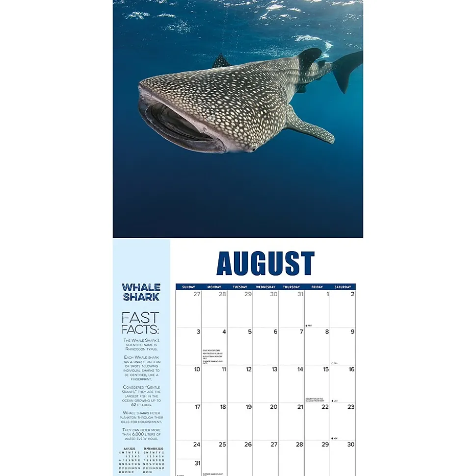 2025 Willow Creek Shark Year 12" x 12" Monthly Wall Calendar (46609)