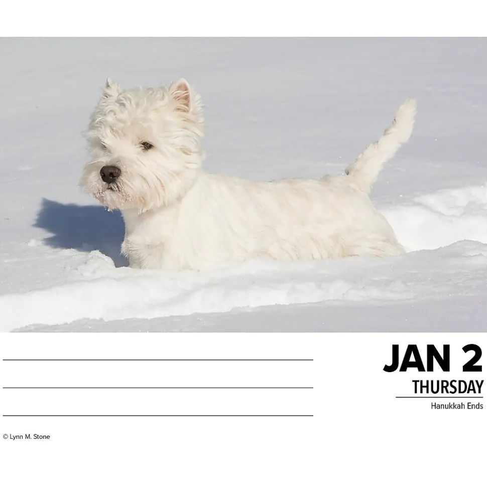 2025 Willow Creek Westies 6" x 5.5" Day-to-Day Calendar (41093)