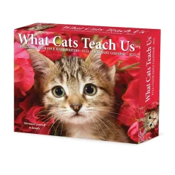 2025 Willow Creek What Cats Teach Us 6" x 5.5" Day-to-Day Calendar (41109)