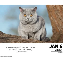 2025 Willow Creek What Cats Teach Us 6