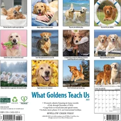 2025 Willow Creek What Goldens Teach Us 12" x 12" Monthly Wall Calendar (45374)
